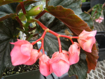 B. ‘Fabergé’